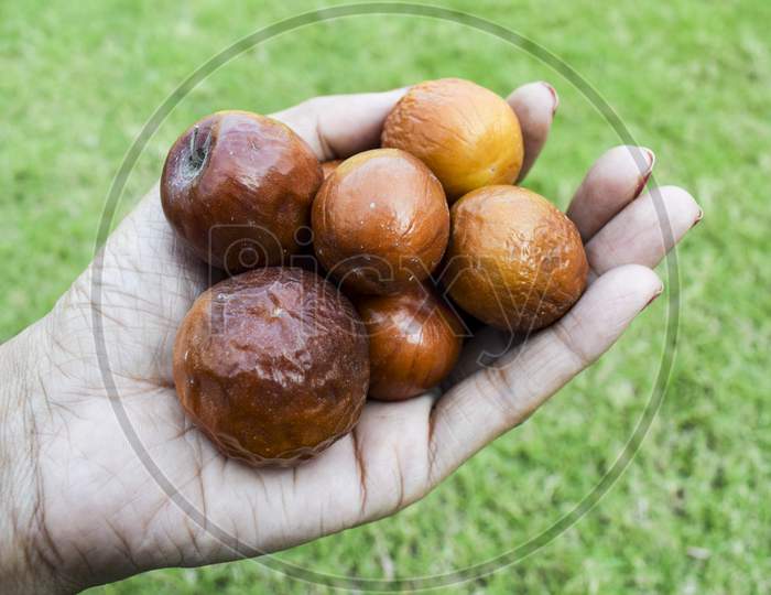 Female Holding Indian Jujube Fruit, Grown In The Wilds Or Jungle In India, Pakistan, Bangladesh Asian. Closeup Of India Fruit Orange Red Maroon Brown Color.