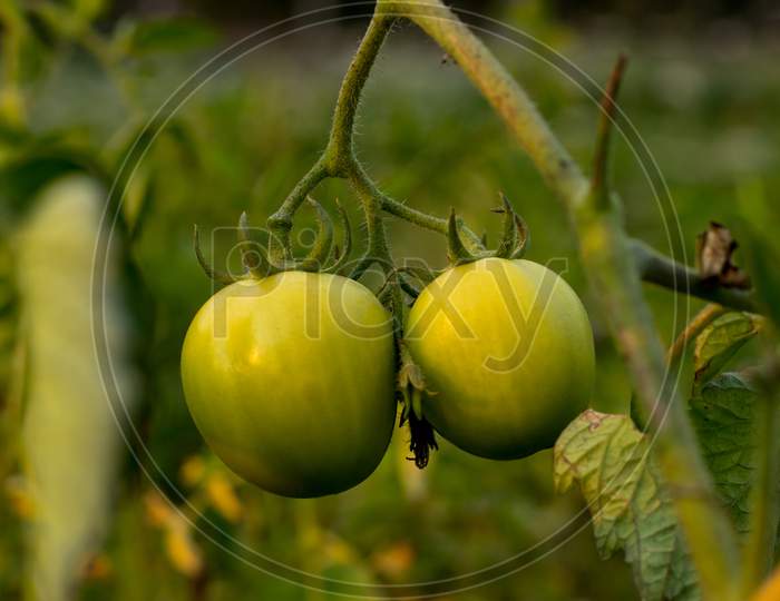 A Gorgeous Green When Ripe Color And Best Tasting Green Tomato
