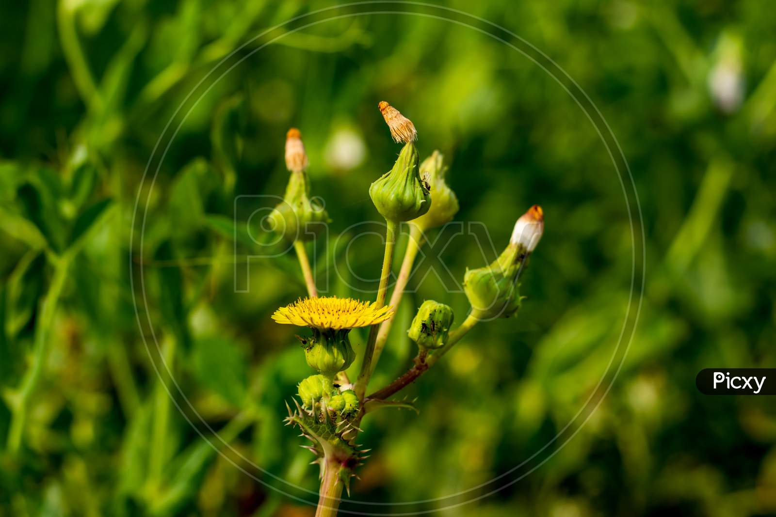 Sow Thistle Or Rough Milk Thistle Yellow Flowers, Flower Buds Growing