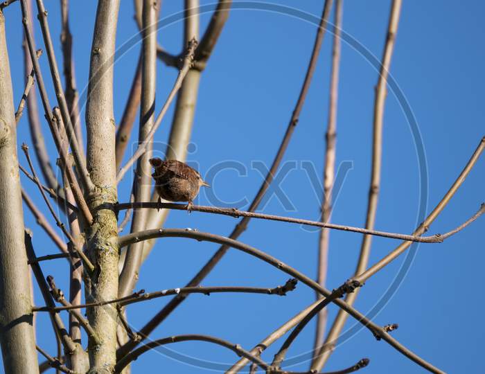 Tiny Wren (Troglodytes Troglodytes) Perched In A Tree In Wintertime