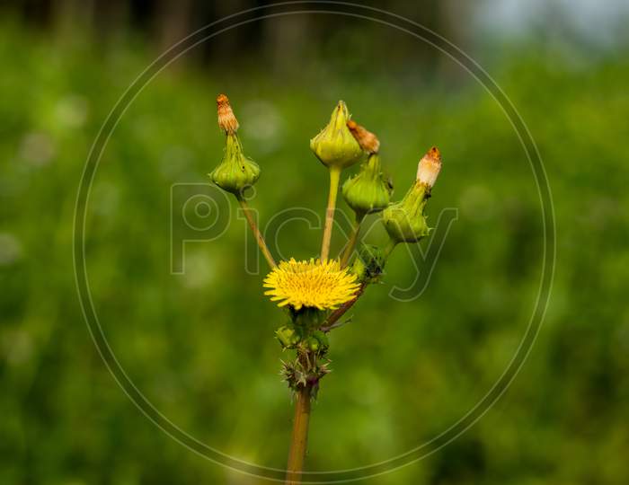 Rough Milk Thistle Or Sow-Thistle Yellow Flowers Or Sonchus Asper