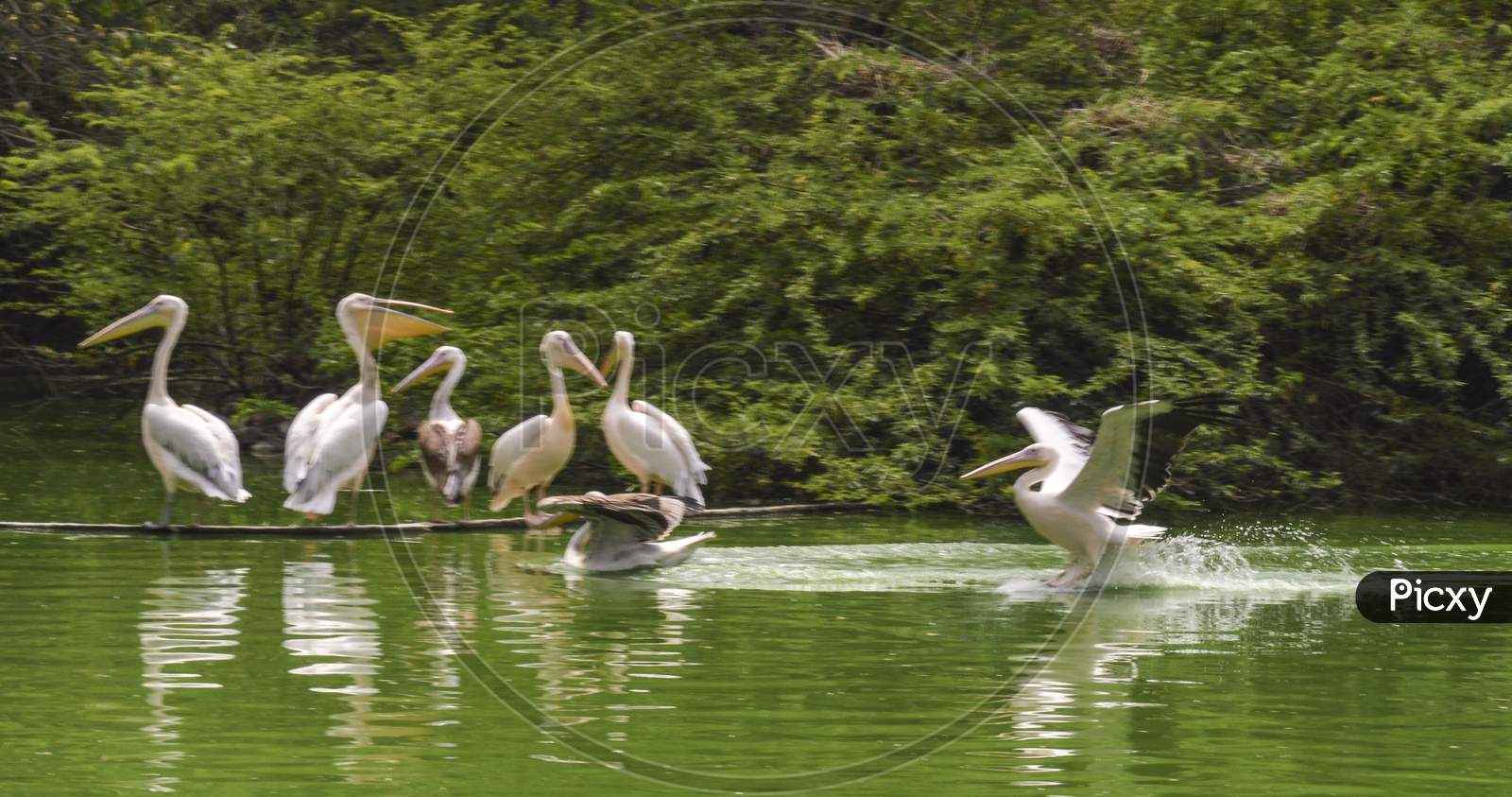 Image of A Group Of Pelican Birds On Pond In New Delhi Zoo.-FT001470-Picxy