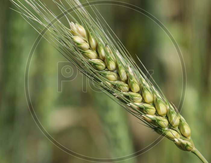Wheat grain in the farm