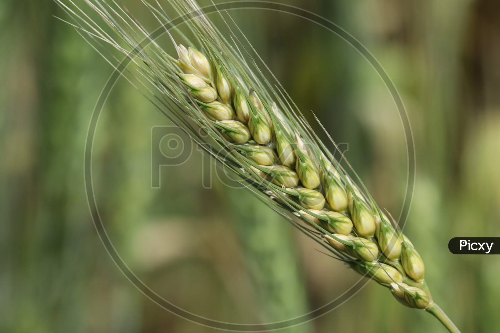 Wheat grain in the farm