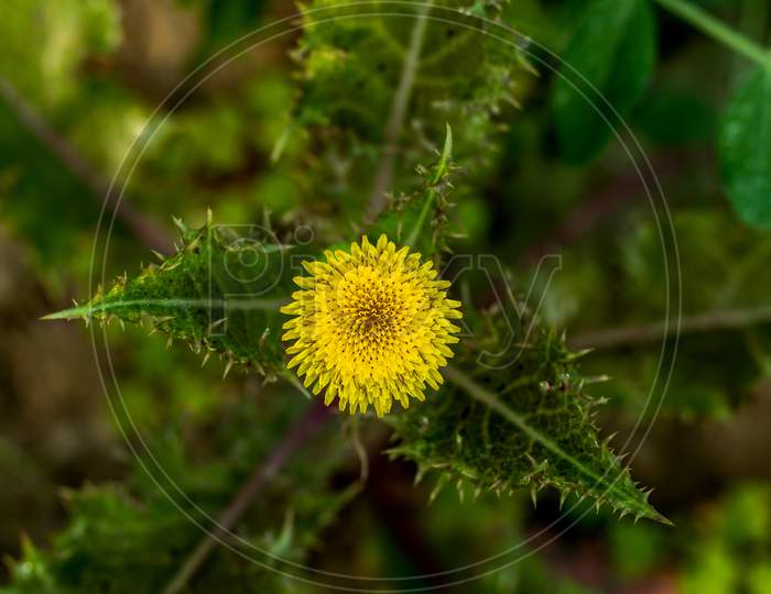 Rough Milk Thistle Flowered, Thistle-Like Plants In The Genus Sonchus