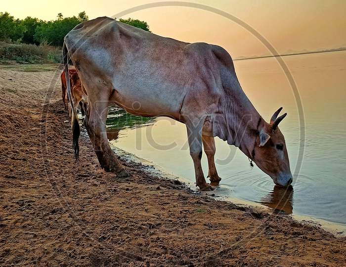 Cow drinking water