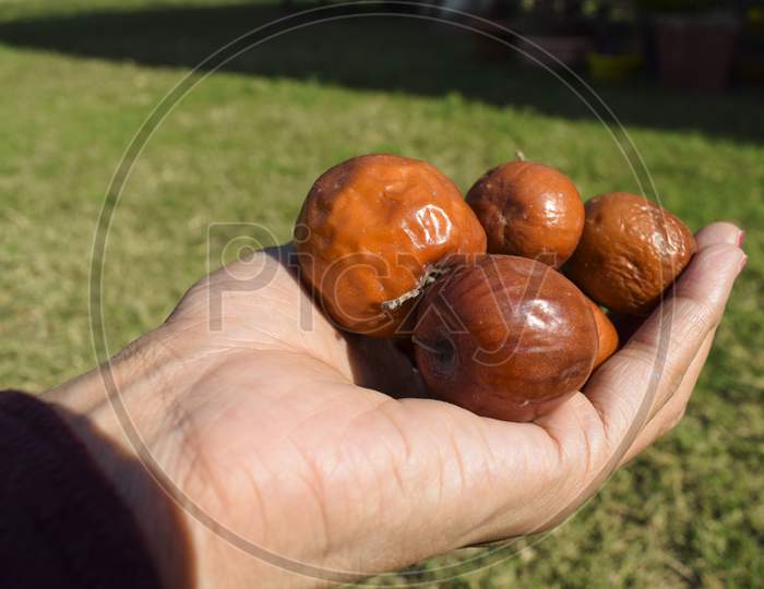 Female Holding Indian Jujube Or Ber Or Berry Also Known As Ziziphus Maritiana Fully Ripen Fruit Orange Or Brown Colored Heaps.