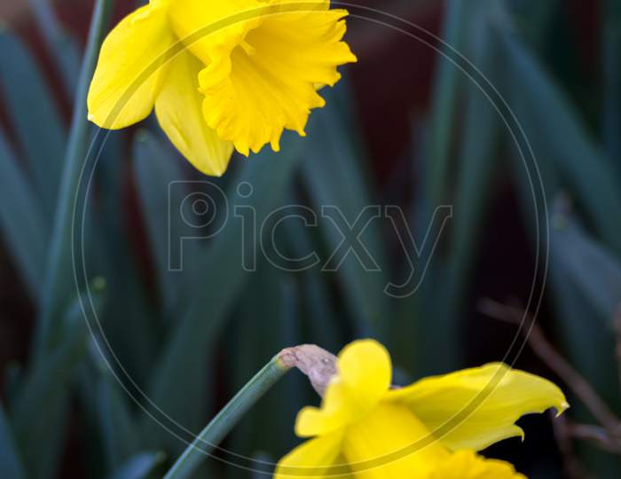 Vibrant Yellow Daffodils Flowering In East Grinstead In Wintertime