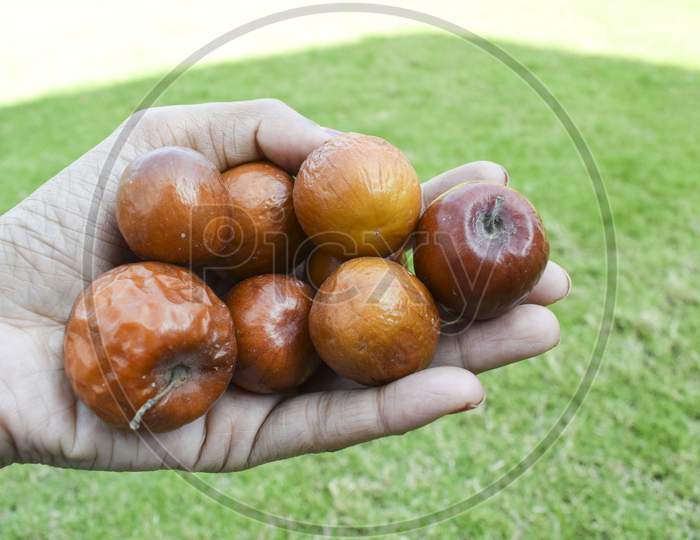 Female Holding Indian Jujube Or Ber Or Berry Also Known As Ziziphus Maritiana Fully Ripen Fruit Orange Or Brown Colored Heaps. Specially