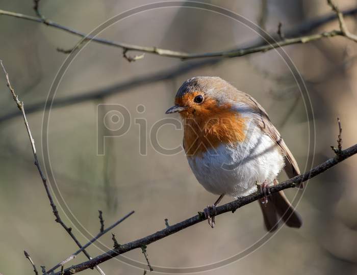 Robin Looking Alert In A Tree On A Cold Winters Day