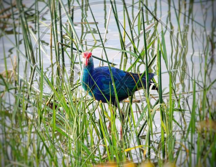 Blue bird in lake