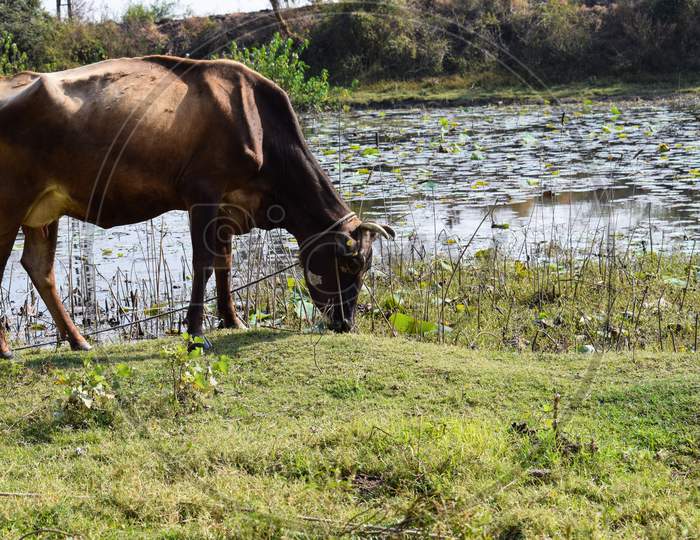 Picture Of Brown Color Cow Grazing Green Grass In The Agricultural Filed Near River.