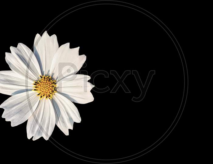 Beautiful White Cosmos Flower Isolated On Black Background