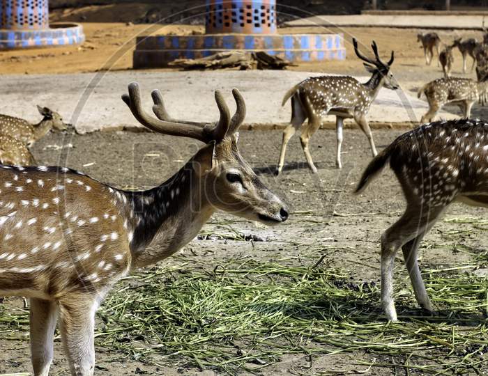 A Group Of Spotted Deer In The Zoo