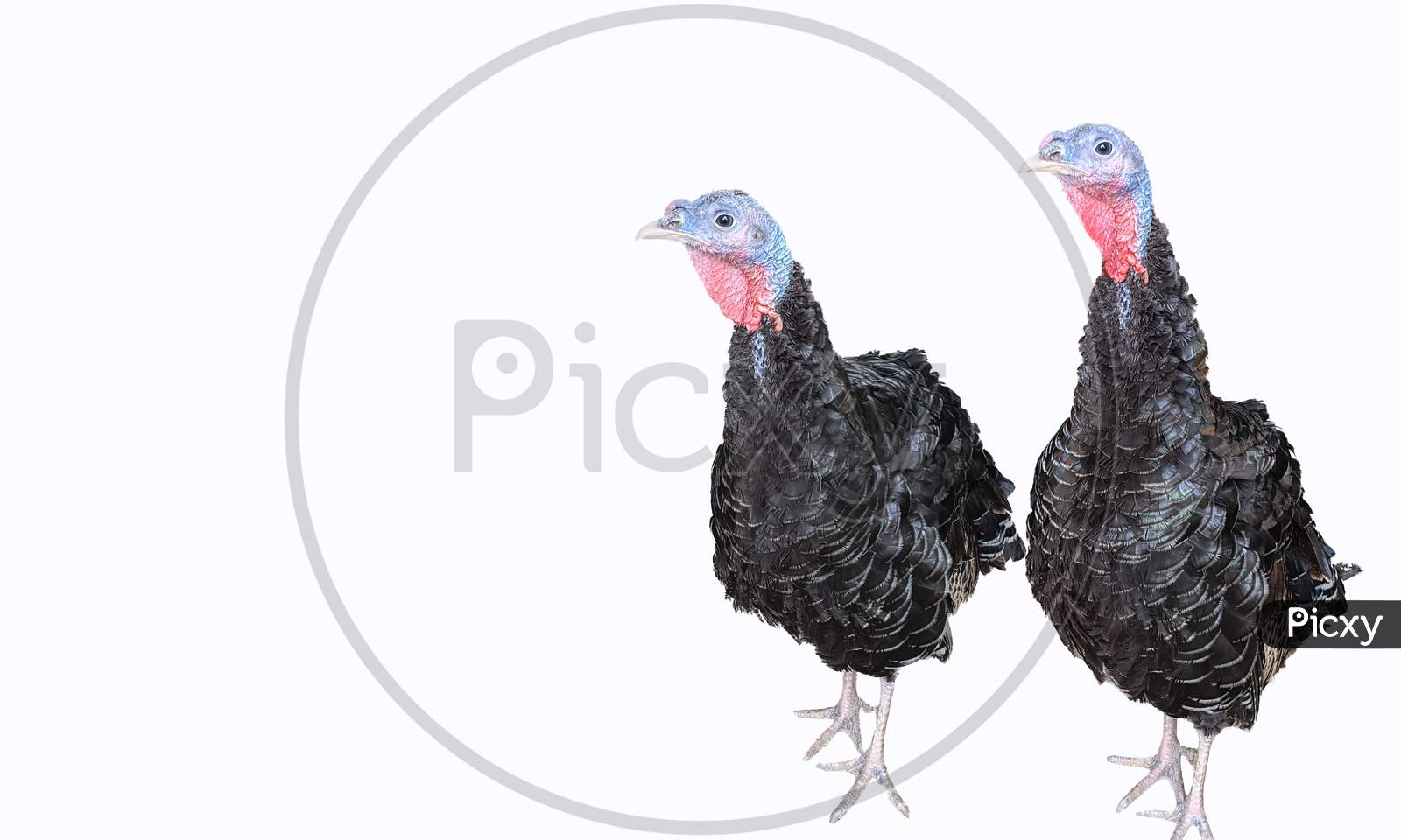 Two Turkey Bird Isolated On The White Background