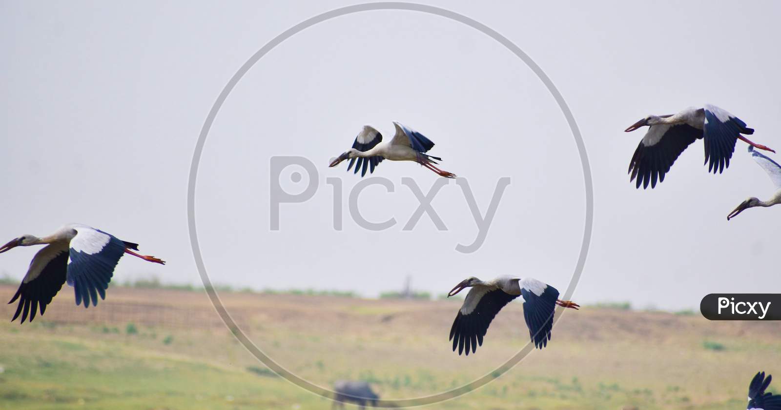 Flying Storks