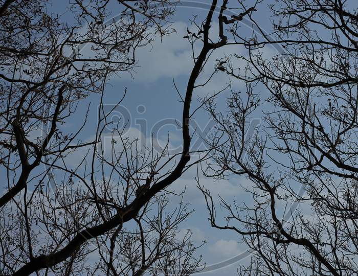 Branches Of A Tree Under The Blue Sky