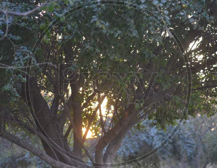 sunset through trees