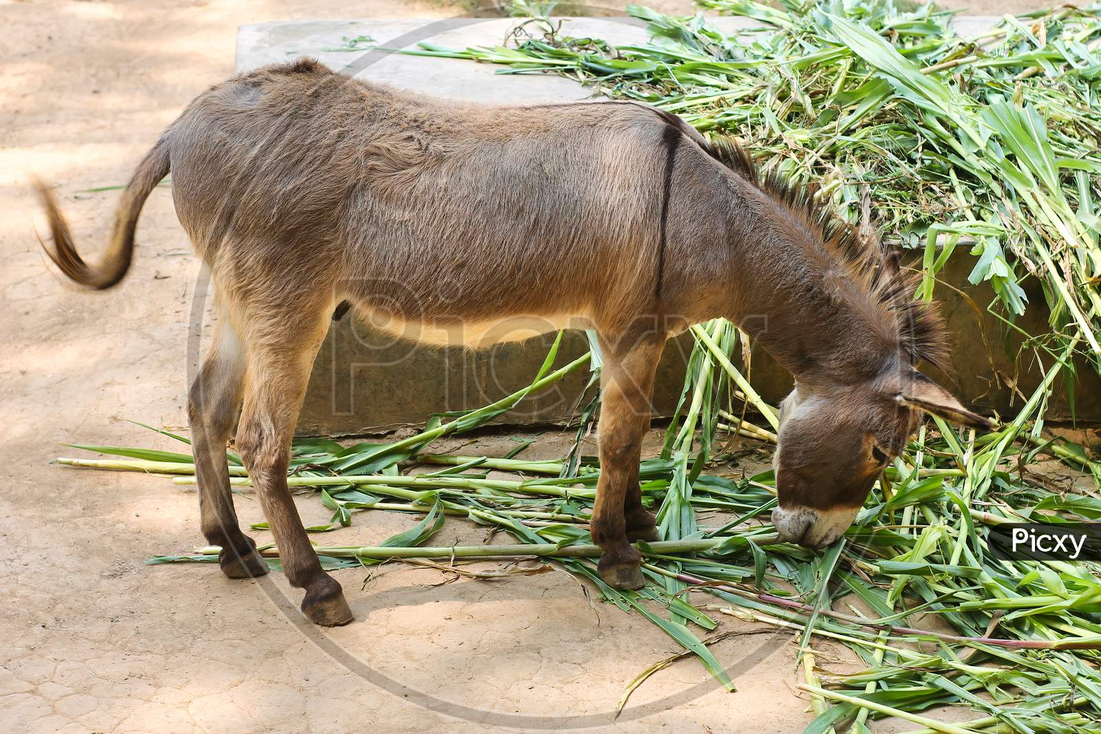 A Young Donkey Eating Green Grass In Natural Light