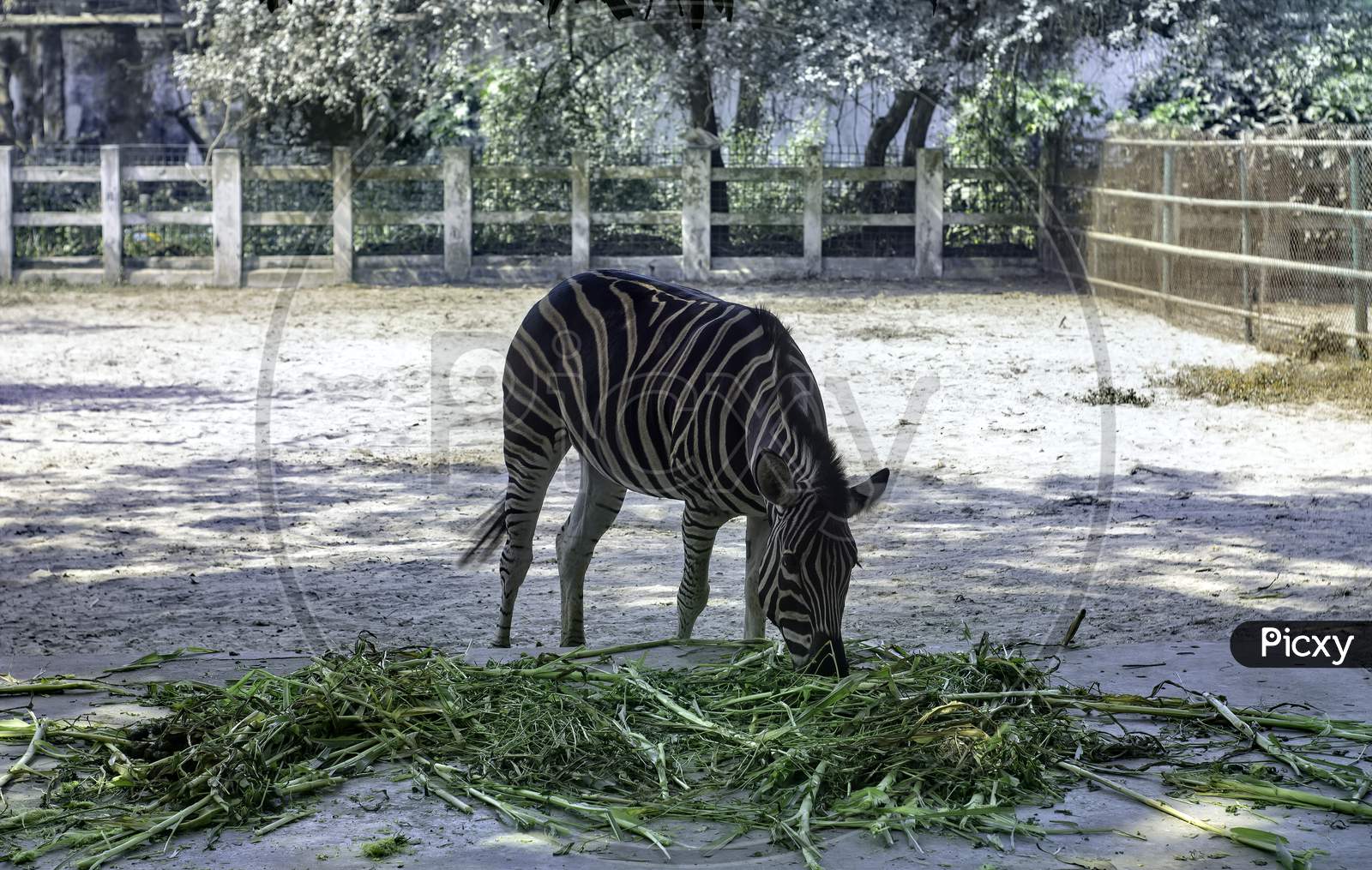 A Zebra Eats Grass Alone At The Zoo On A Sunny Day