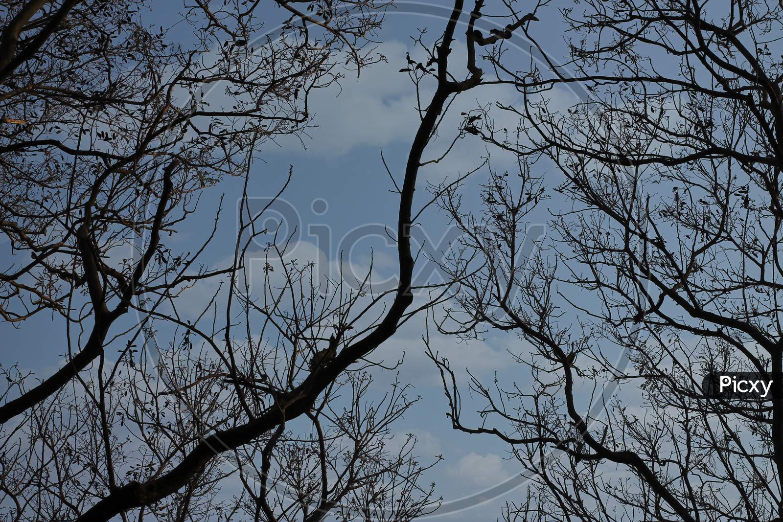 Branches Of A Tree Under The Blue Sky
