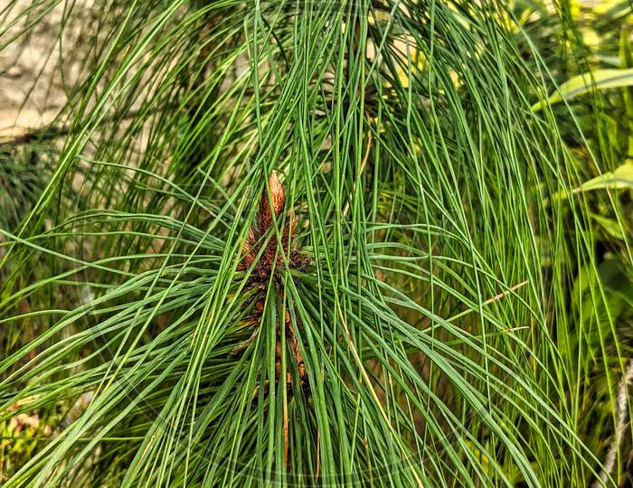 A Beautiful Green Pinus Kesiya Plant Growing In The Garden