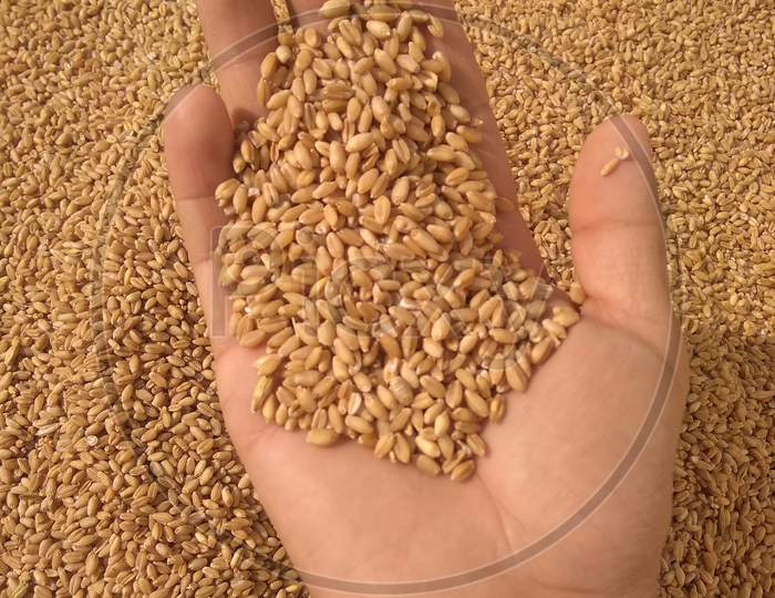 Wheat grains in hand