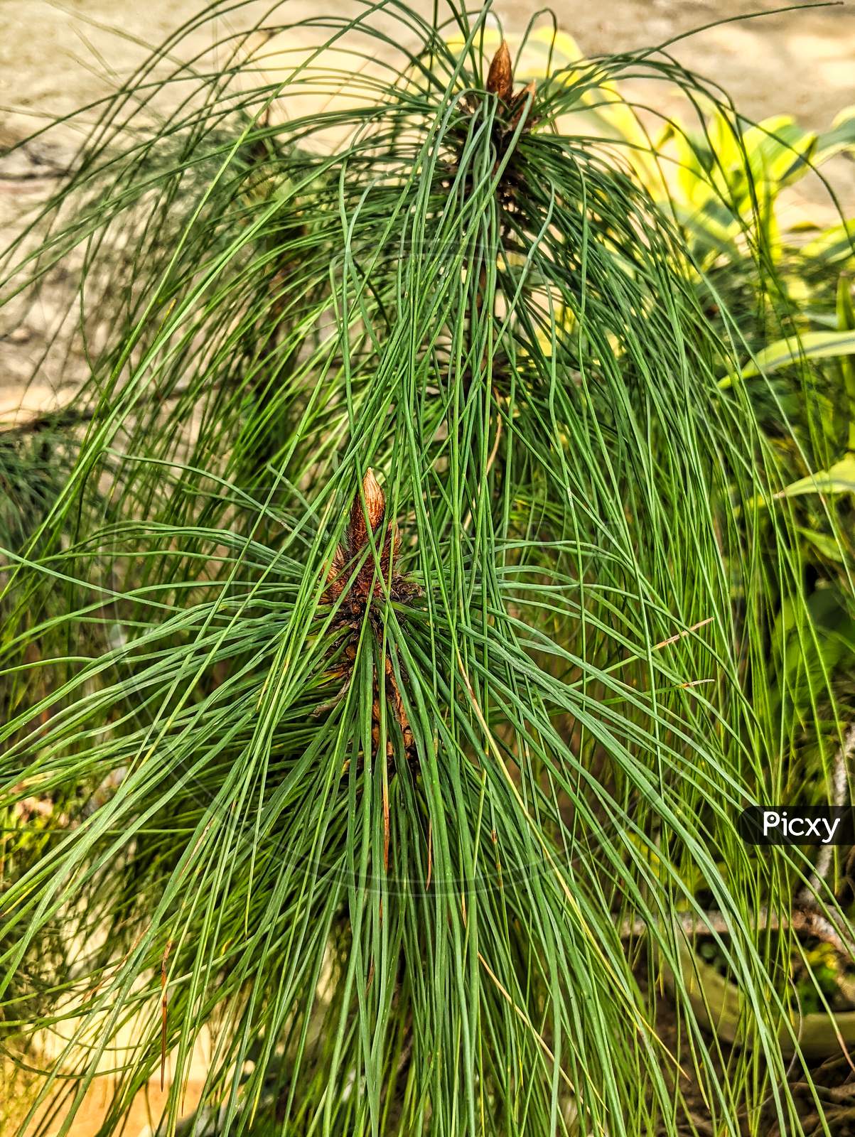 A Beautiful Green Pinus Kesiya Plant Growing In The Garden