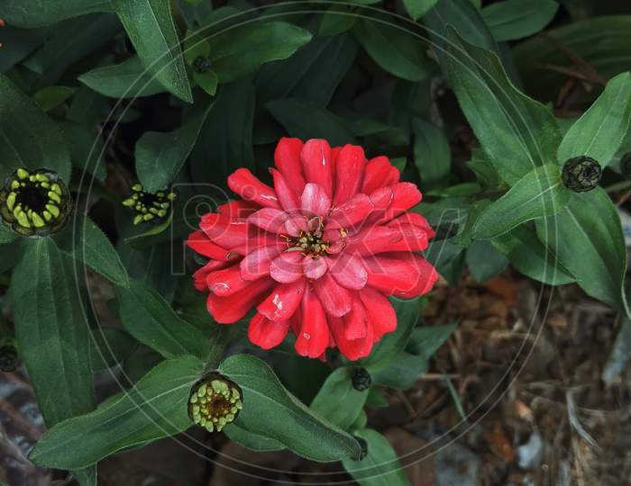 The Beautiful Red Flowers And Buds Of A Blooming Plant In Garden