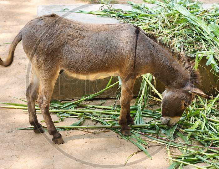 A Young Donkey Eating Green Grass In Natural Light