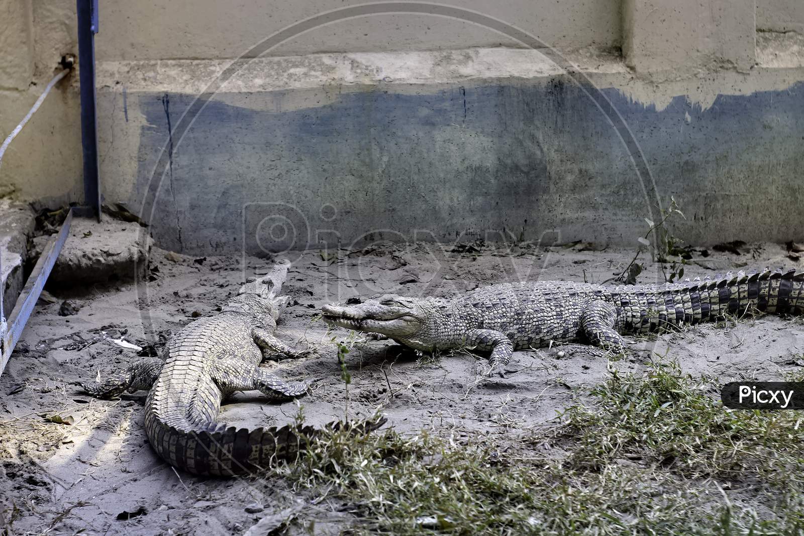 Two Crocodiles Are Lying On The Ground Next To The Pool And Basking The Sun
