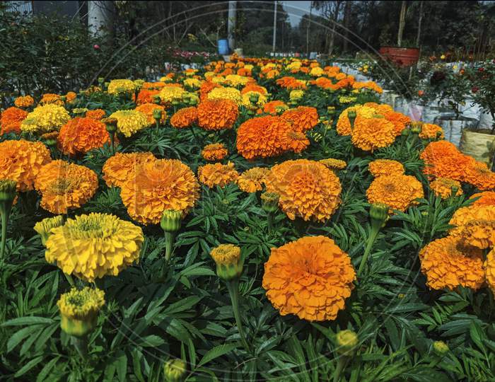 Bright Orange And Yellow Marigold Flowers Blooming In The Garden
