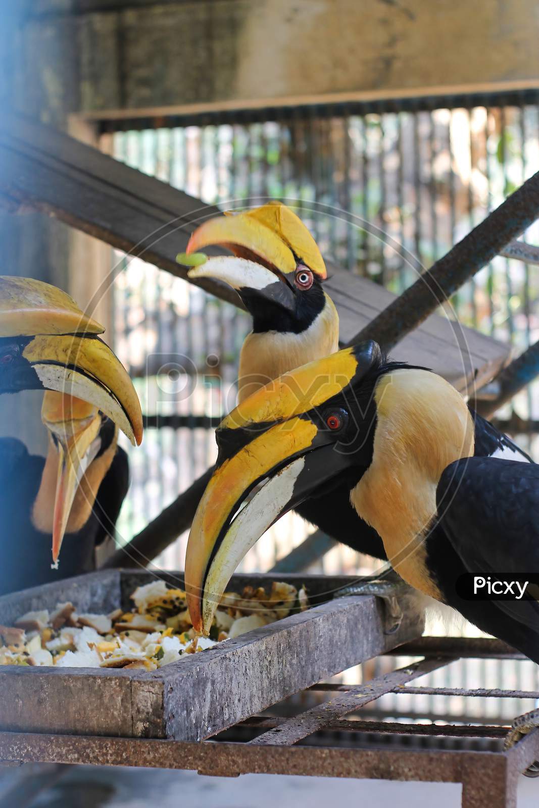 A Selective Focus Shot Of Great Hornbill Birds Are Eating Together At Zoo