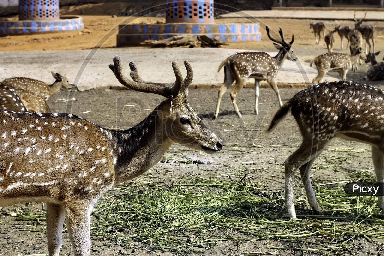 A Group Of Spotted Deer In The Zoo