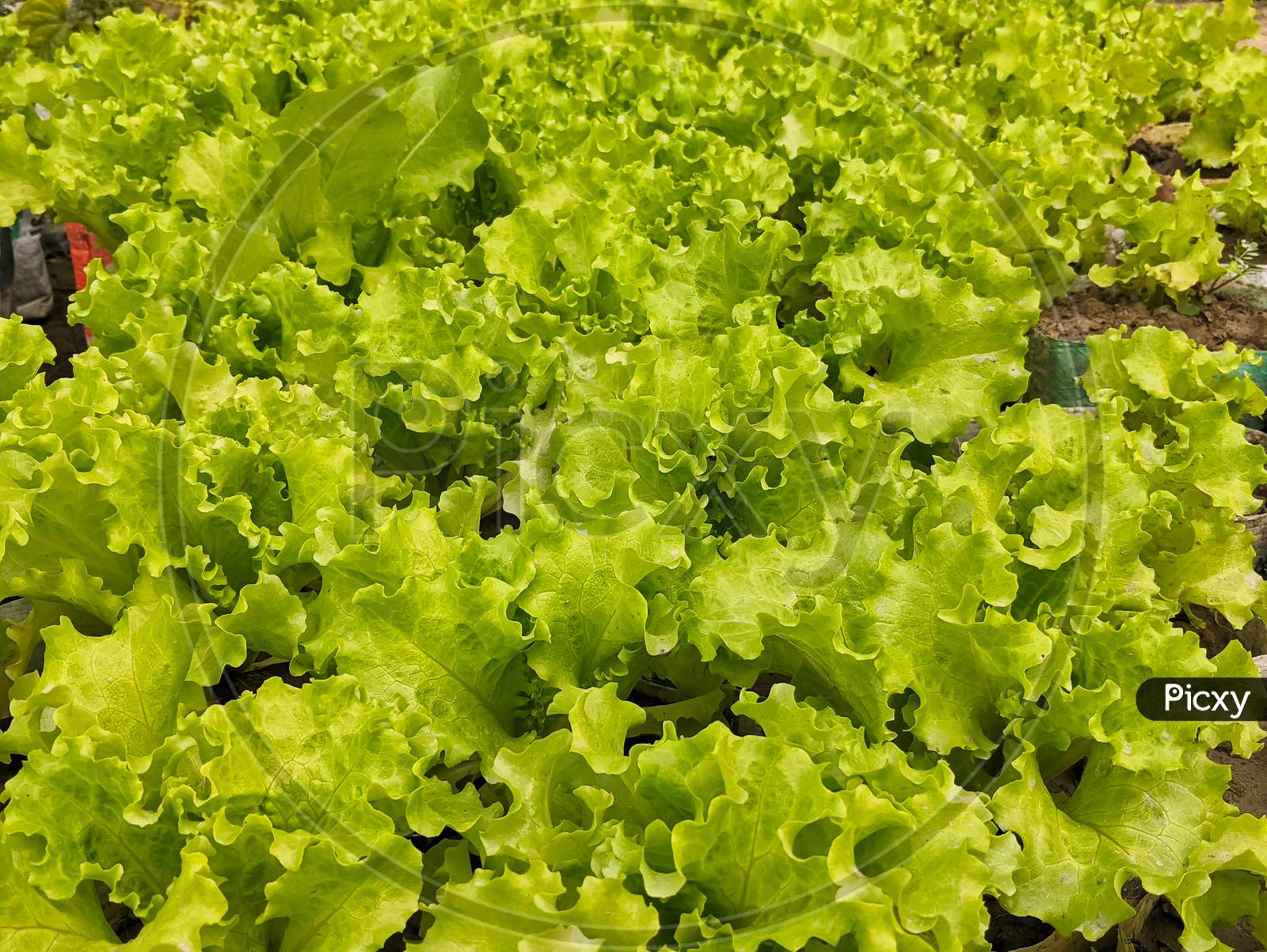 Top View Of Green Lettuce Growing In Vegetable Garden.