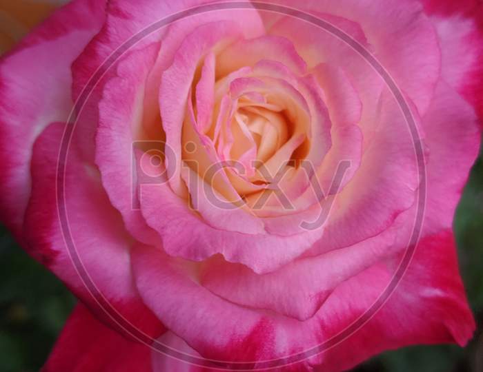beautiful shades of light pink, pink and yellow rose.