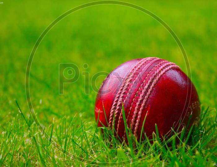 Cricket image