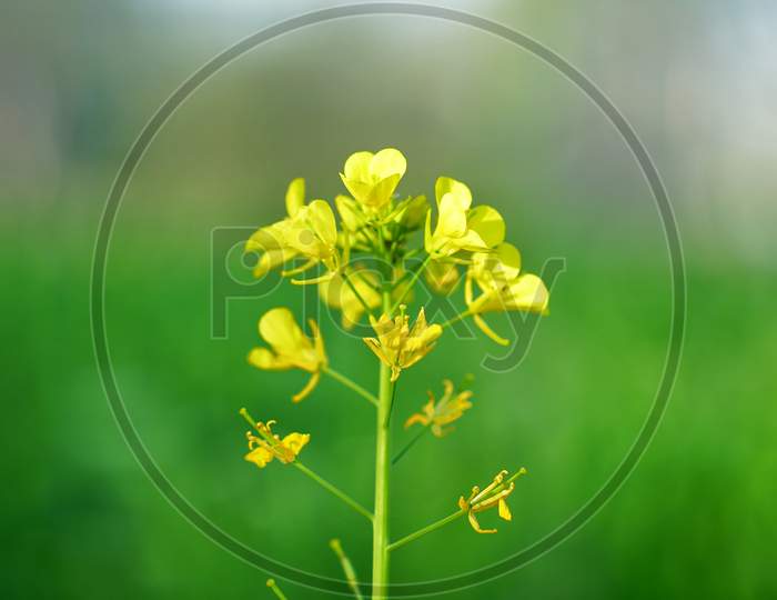 Mustard Seed Pods Or Flowering In Many Stages Of Life Cycle. Beautiful Flower In Agriculture Farmland.