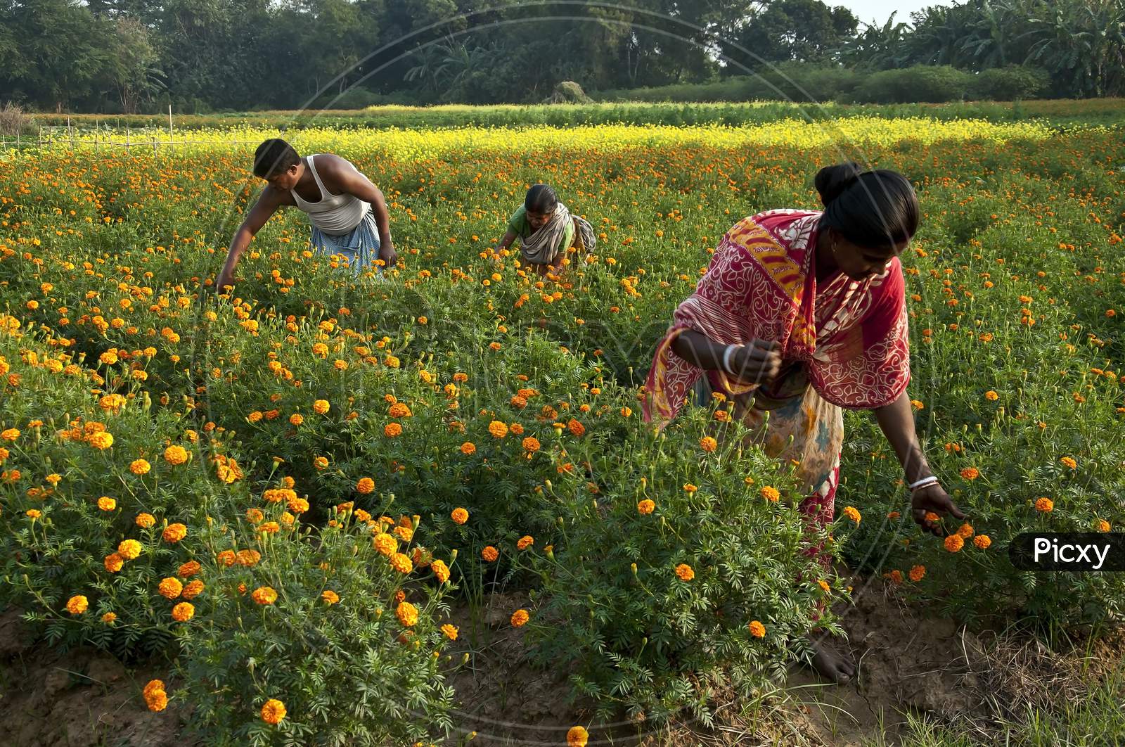 The growers of the marigold flowers are picking up flowers.