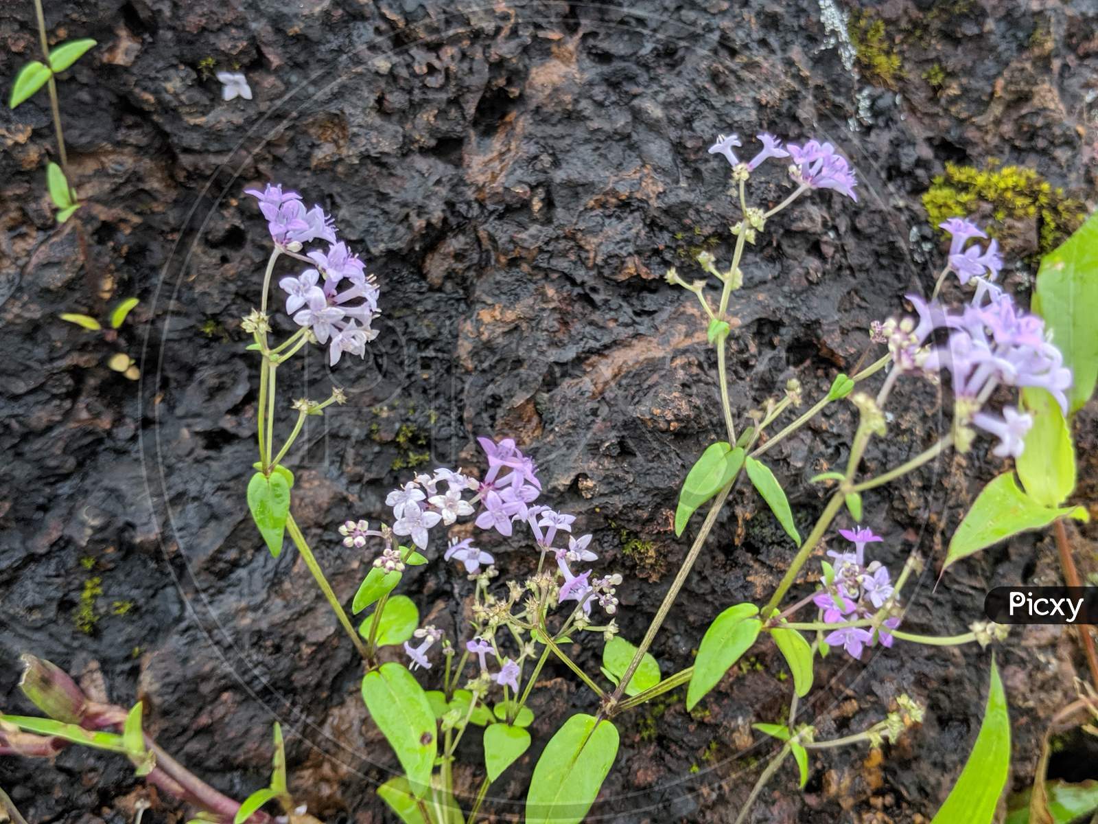 wild flower.flowers of sahyadri valley.purple flowers.