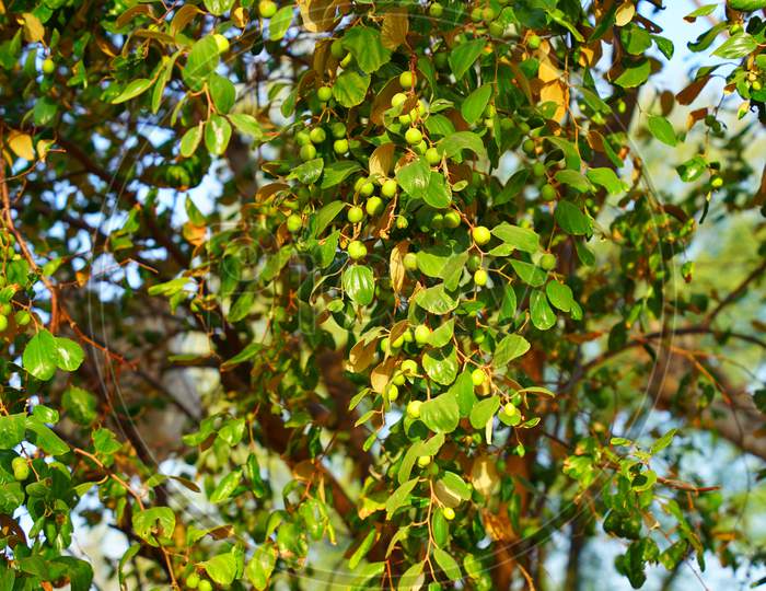 Young Or Small Green Ziziphus Mauritiana , Indian Jujube ,Chinese Date, Chinee Apple Or Indian Plum On The Tree.