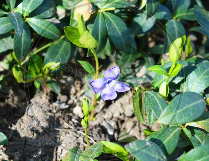 Bright and colorful weaving Ukrainian flowers of periwinkle with violet flowers visited by the bright spring sun.