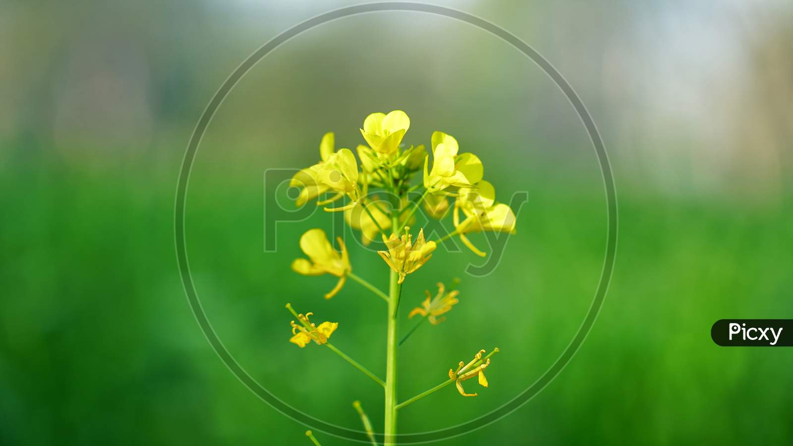 Mustard Seed Pods Or Flowering In Many Stages Of Life Cycle. Beautiful Flower In Agriculture Farmland.