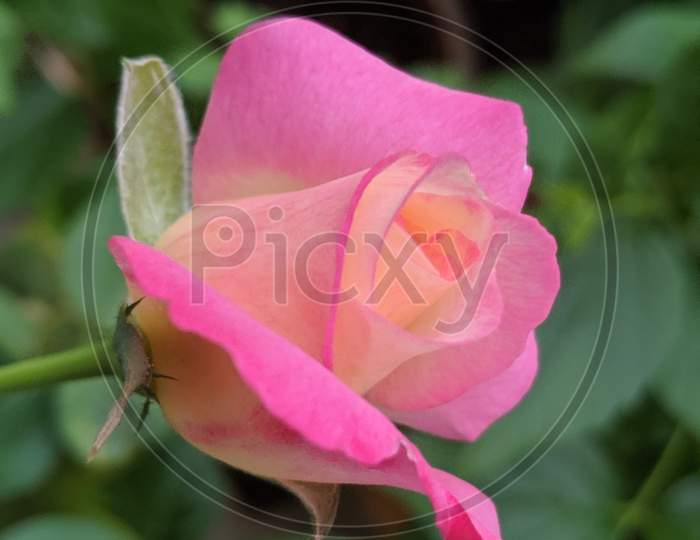 pink garden rose side view.