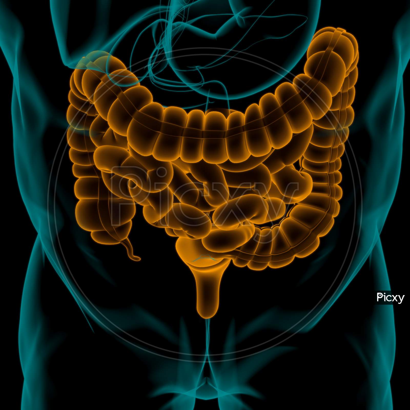 Small And Large Intestine 3D Illustration Human Digestive System Anatomy