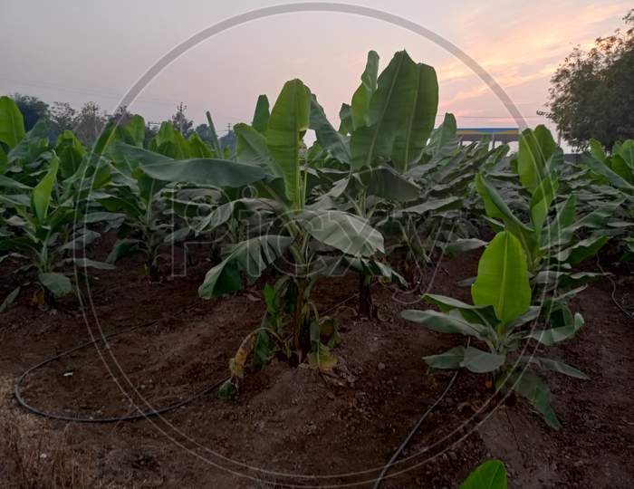 Banana seedlings rajpipla narmada Gujarat