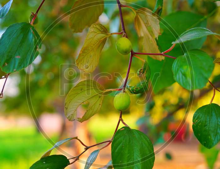 Indian Jujube And Ber Or Berry Growing On The Plant With Green Leaves On Tree. Ziziphus Mauritiana On Tree With Tiny Small Leaves.