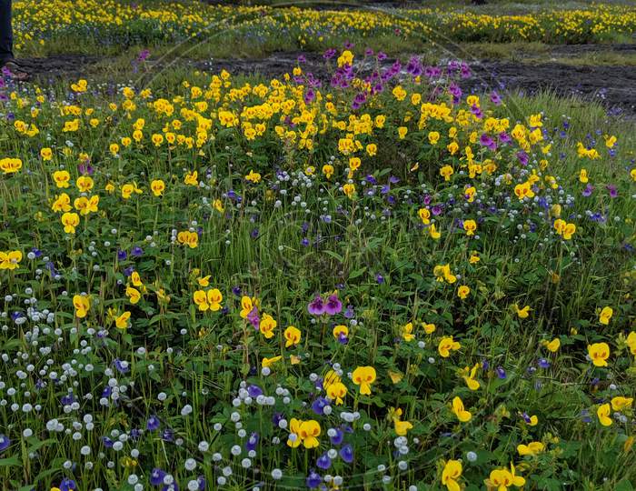 yellow wild flower beds at Kas plateau.
