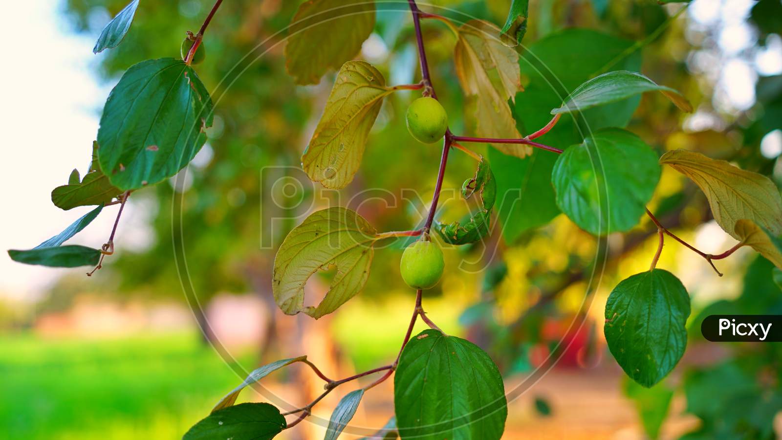 Image of Indian Jujube And Ber Or Berry Growing On The Plant With Green ...