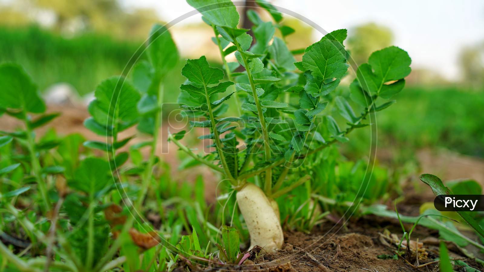 Ground Shot Of White Radish Or Daikon In Plantation With Half In Soil And Half Outside. Healthy Ingredient Plant Closeup.